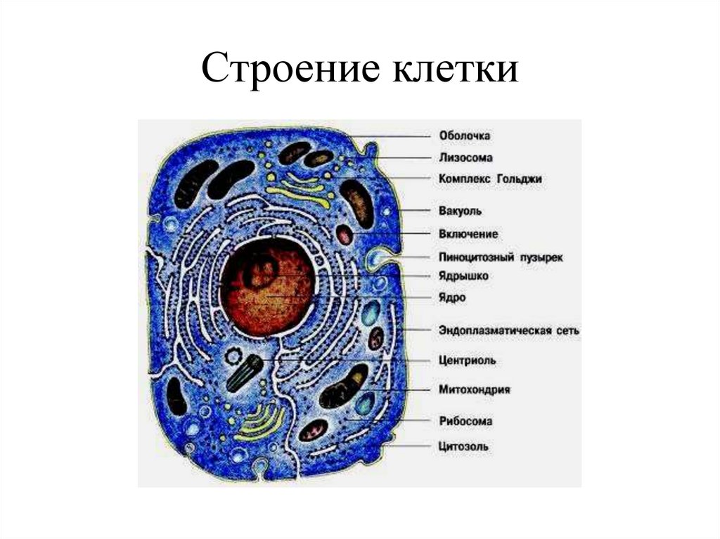 Строение клетки