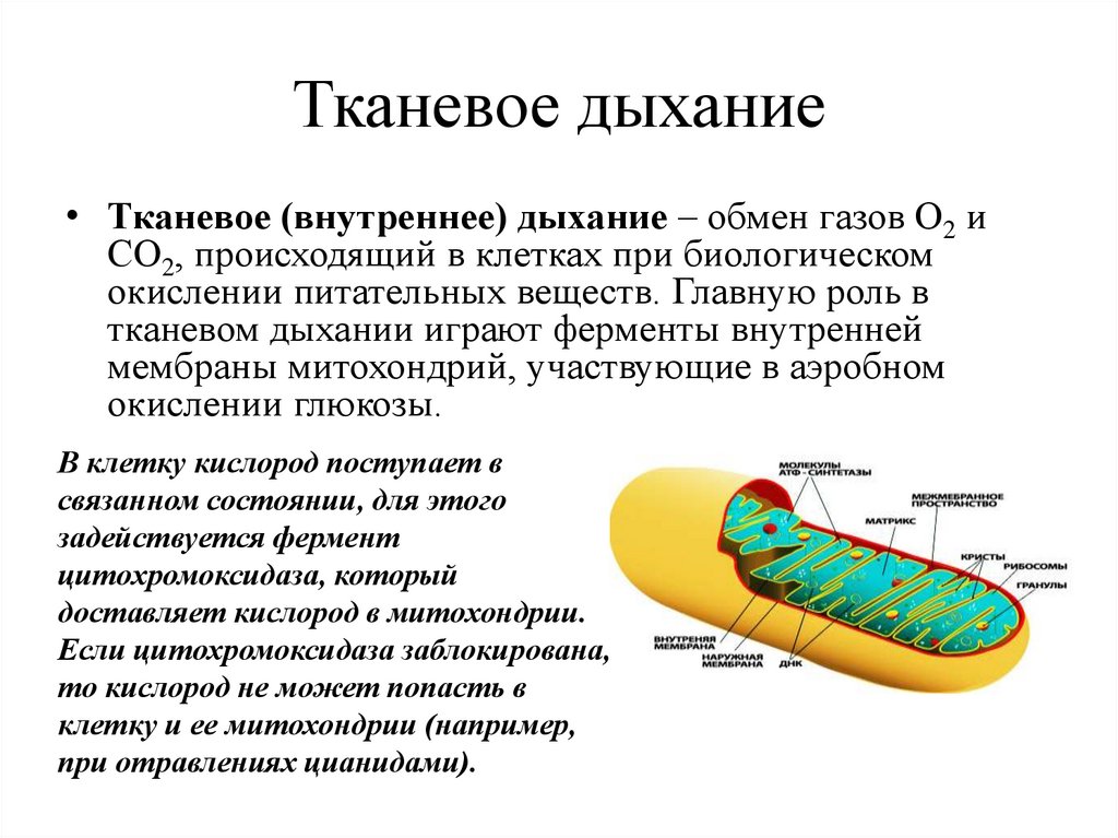 Тканевое дыхание