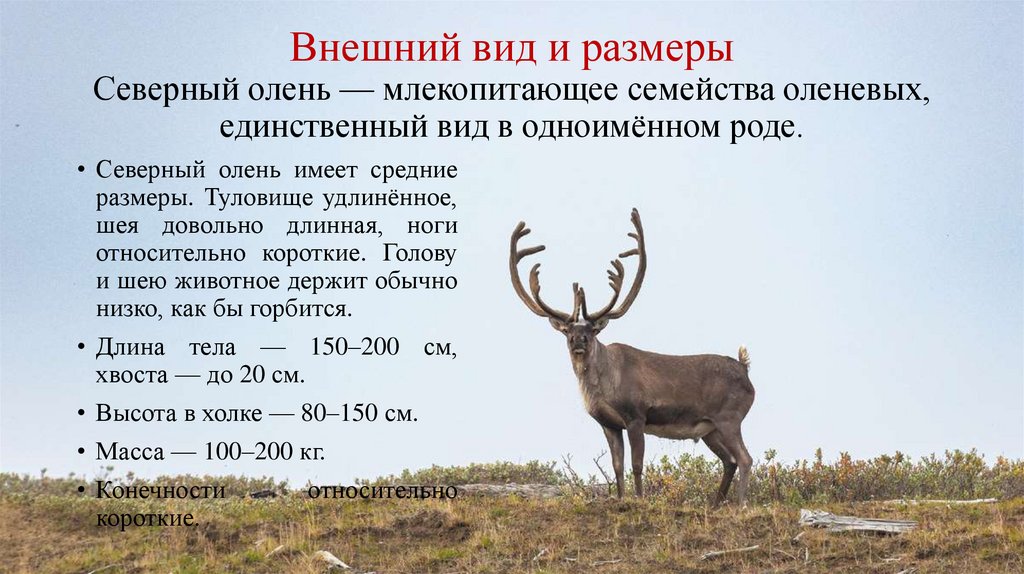 Внешний вид и размеры Северный олень — млекопитающее семейства оленевых, единственный вид в одноимённом роде.