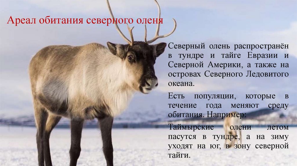 Ареал обитания северного оленя