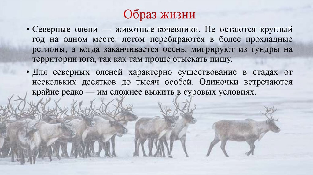 Образ жизни