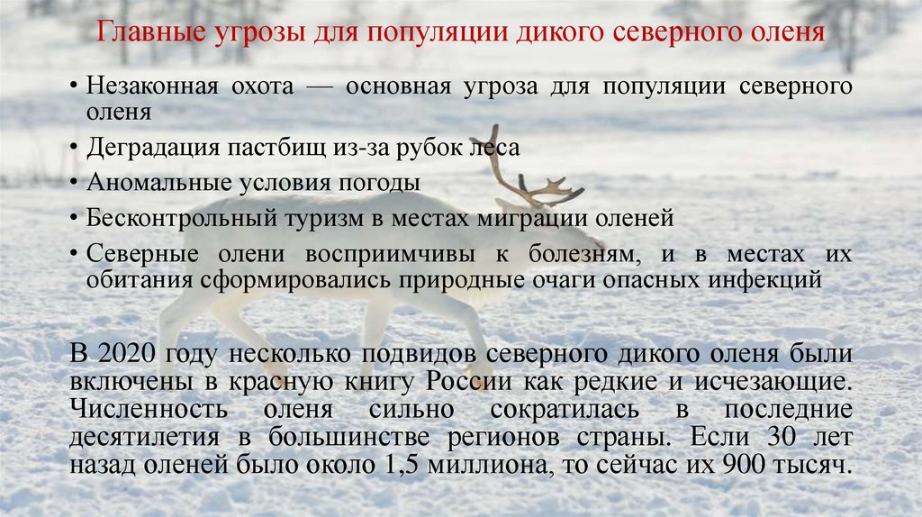Главные угрозы для популяции дикого северного оленя