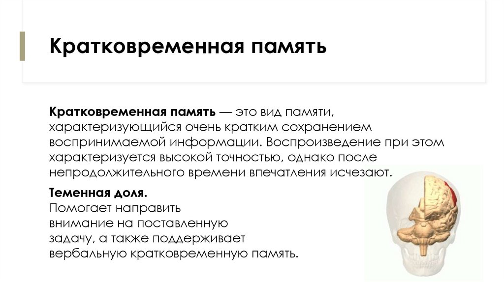 Кратковременная память