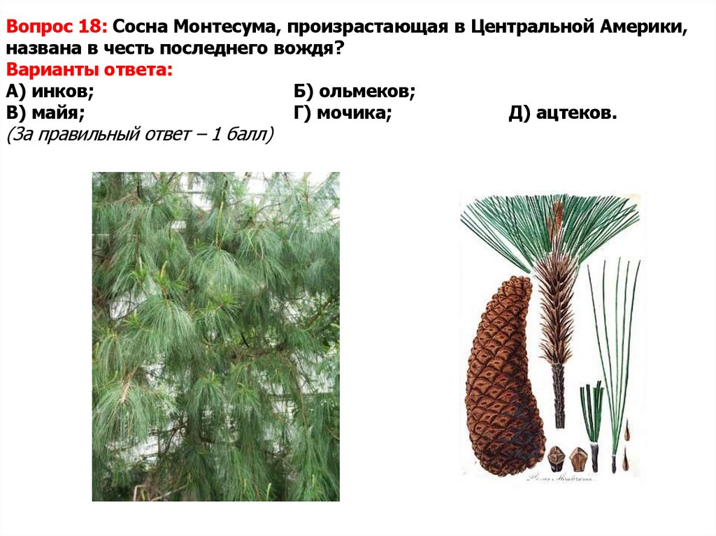 Вопрос 18: Сосна Монтесума, произрастающая в Центральной Америки, названа в честь последнего вождя? Варианты ответа: А) инков;