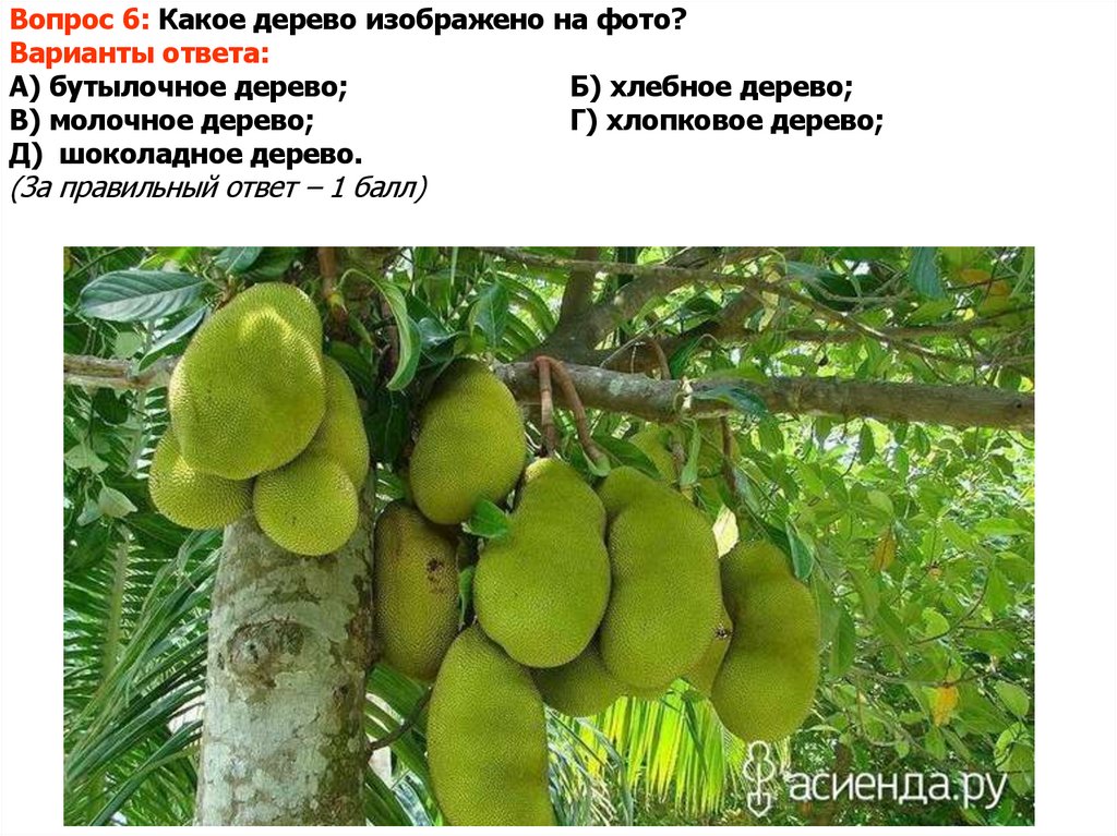 Вопрос 6: Какое дерево изображено на фото? Варианты ответа: А) бутылочное дерево; Б) хлебное дерево; В) молочное дерево; Г)