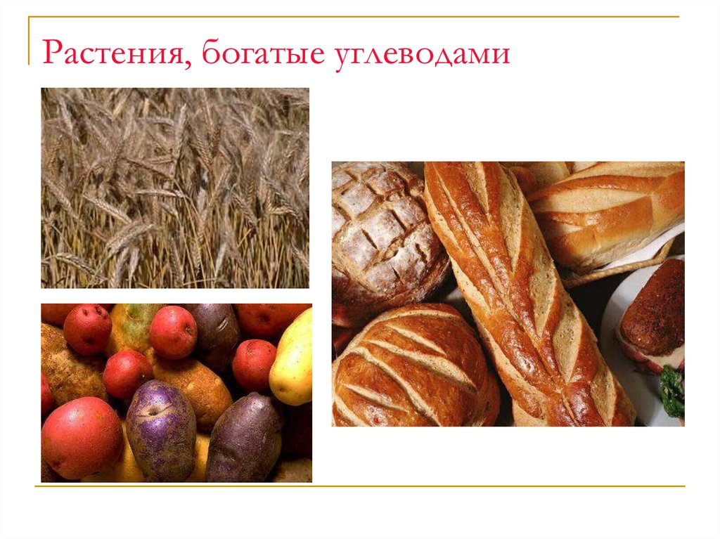 Растения, богатые углеводами