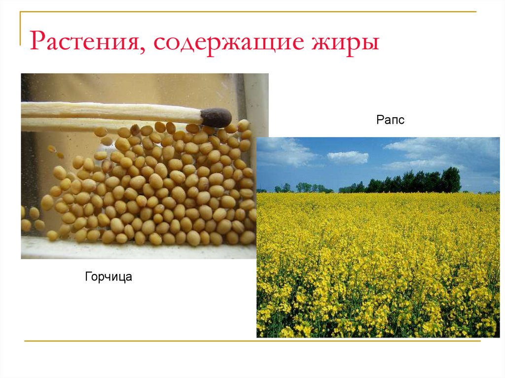 Растения, содержащие жиры
