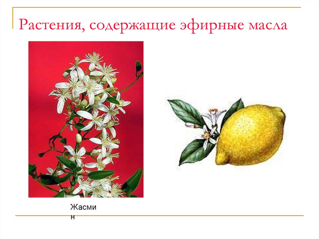 Растения, содержащие эфирные масла