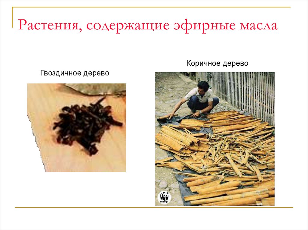 Растения, содержащие эфирные масла