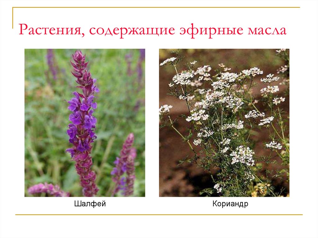 Растения, содержащие эфирные масла