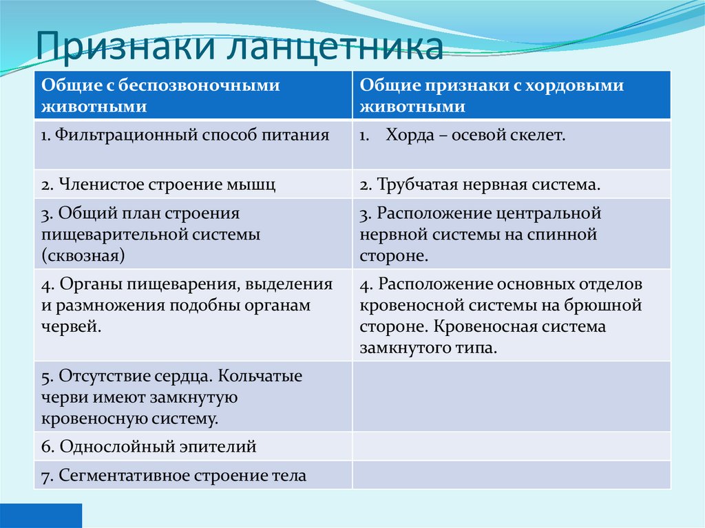 Признаки ланцетника