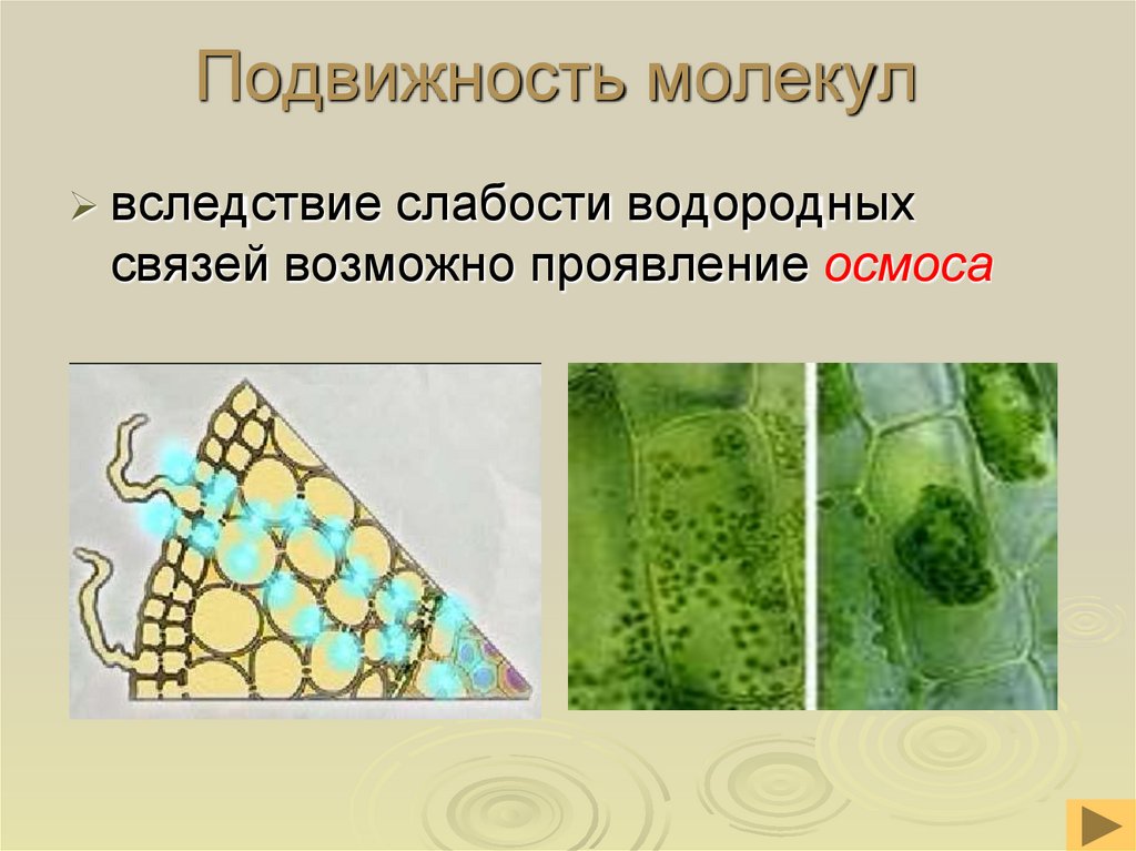 Подвижность молекул