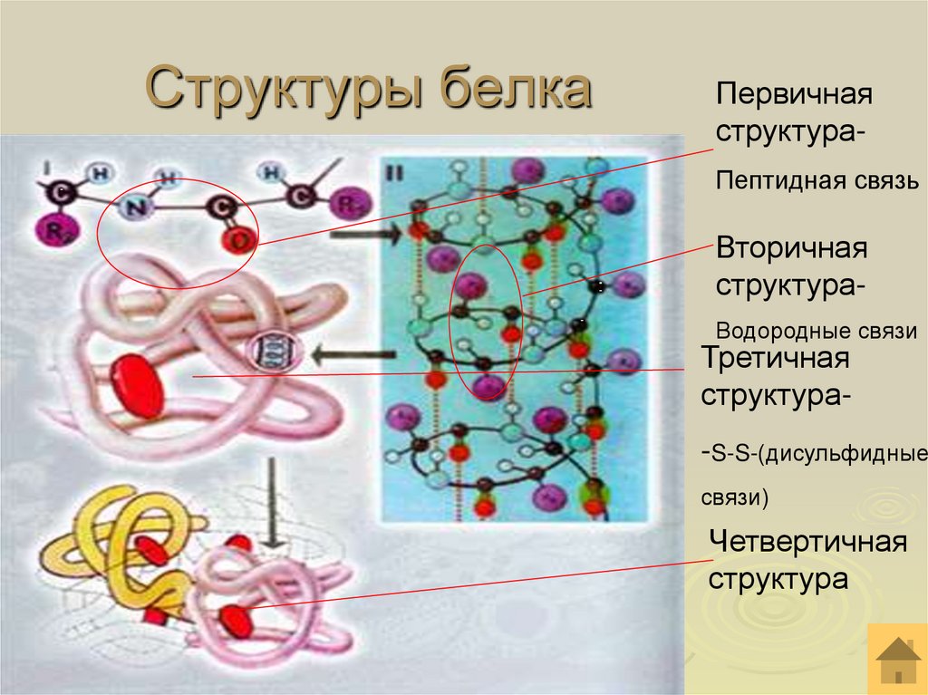 Структуры белка