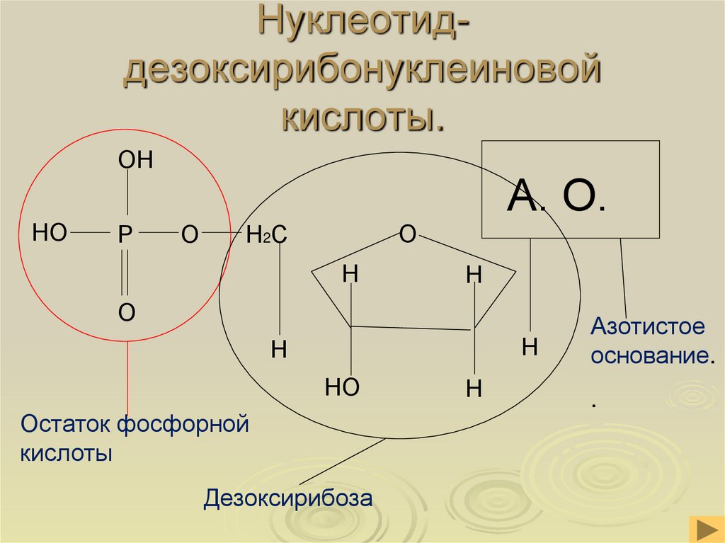 Нуклеотид- дезоксирибонуклеиновой кислоты.