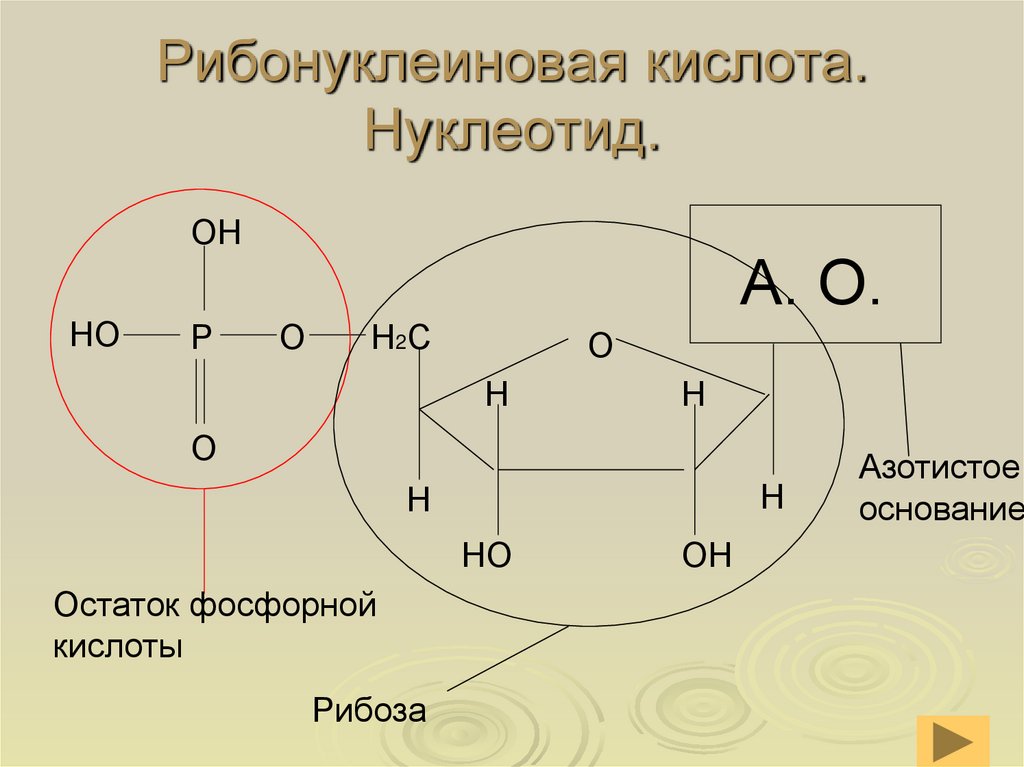Рибонуклеиновая кислота. Нуклеотид.