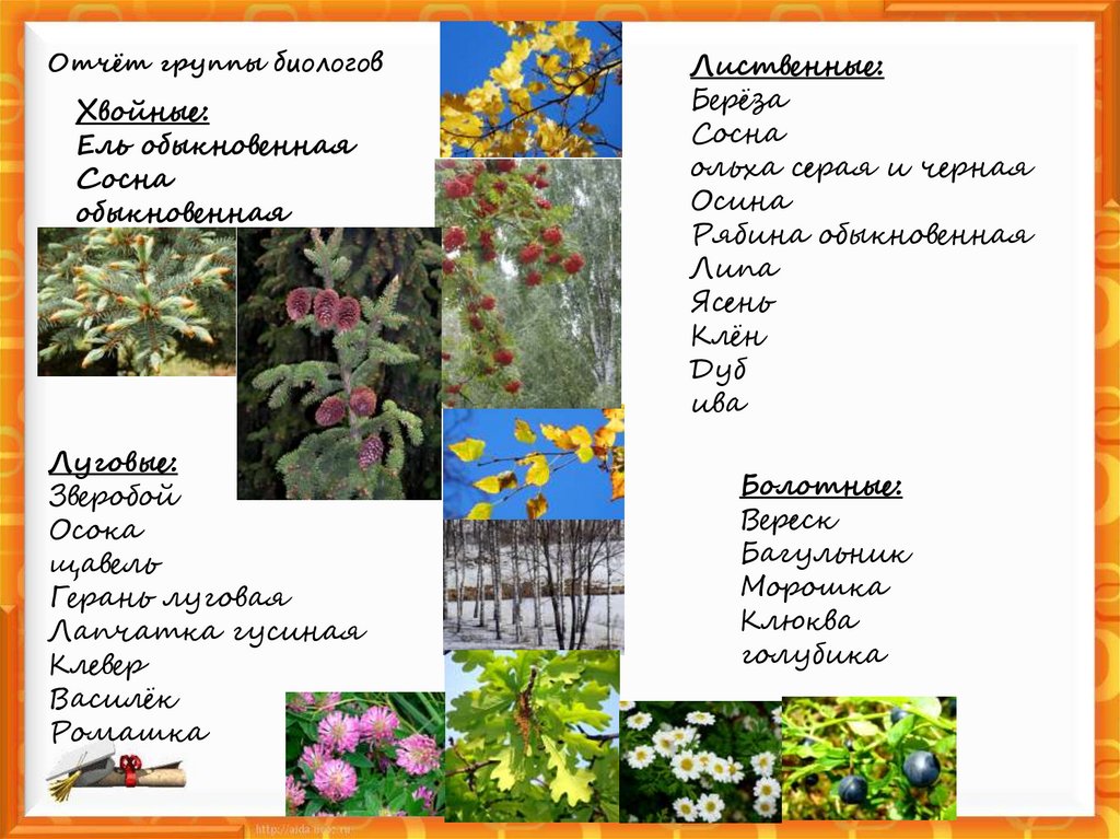 Отчёт группы биологов