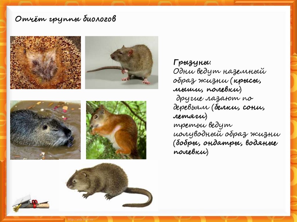 Отчёт группы биологов