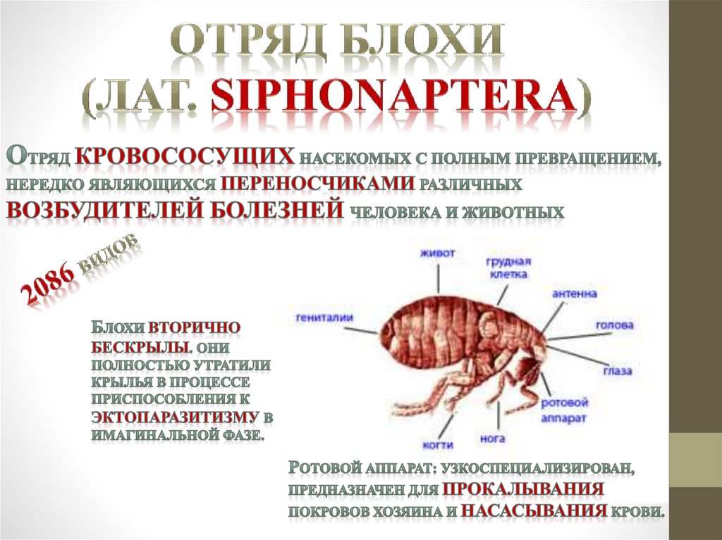 ОТРЯД БЛОХИ (ЛАТ. Siphonaptera)