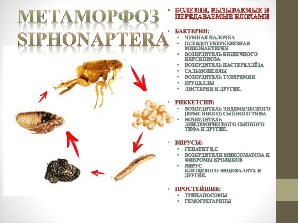 метаморфоз Siphonaptera