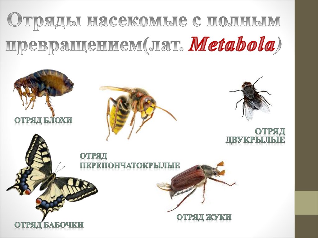 Отряды насекомые с полным превращением(лат. Metabola)