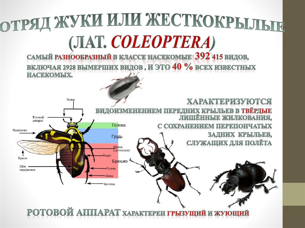 Отряд жуки или жесткокрылые (лат. Coleoptera)
