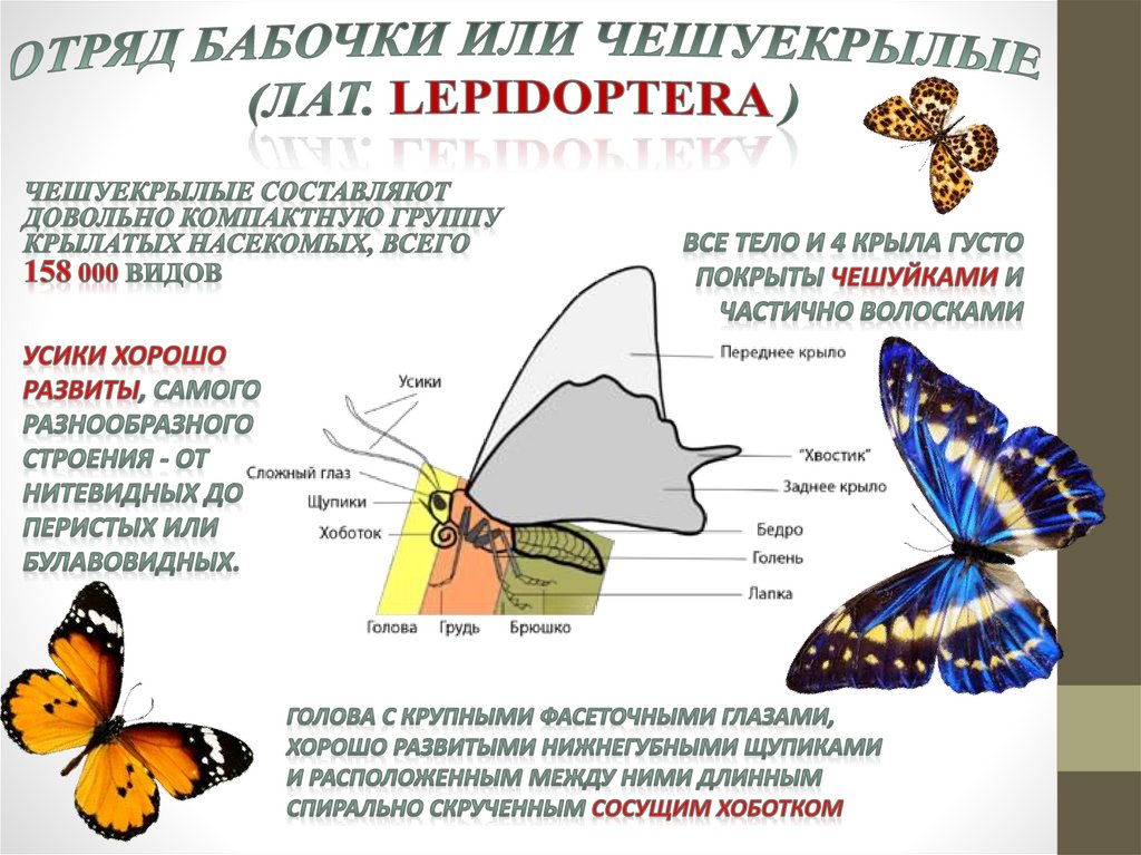 Отряд Бабочки или Чешуекрылые (лат. Lepidoptera )