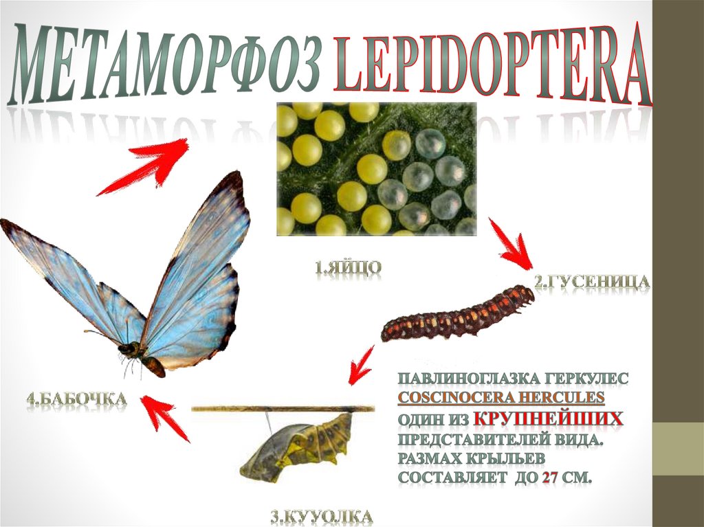 метаморфоз Lepidoptera