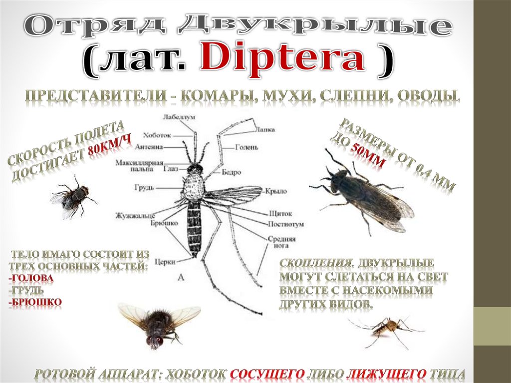 Отряд Двукрылые (лат. Diptera )