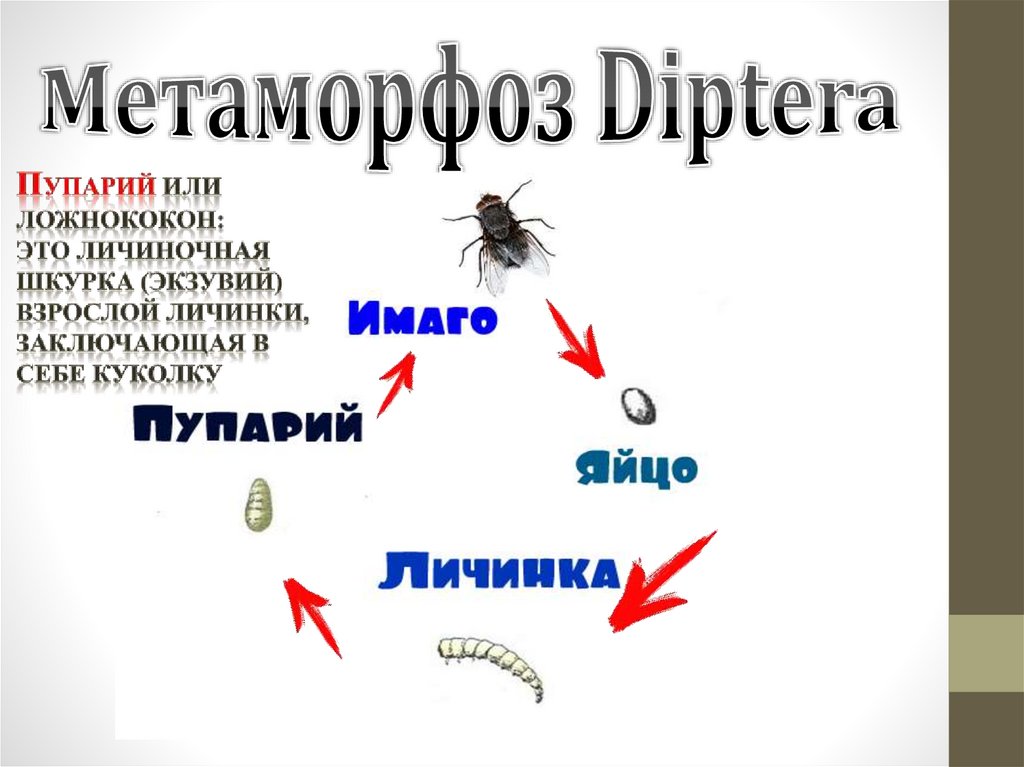 Метаморфоз Diptera