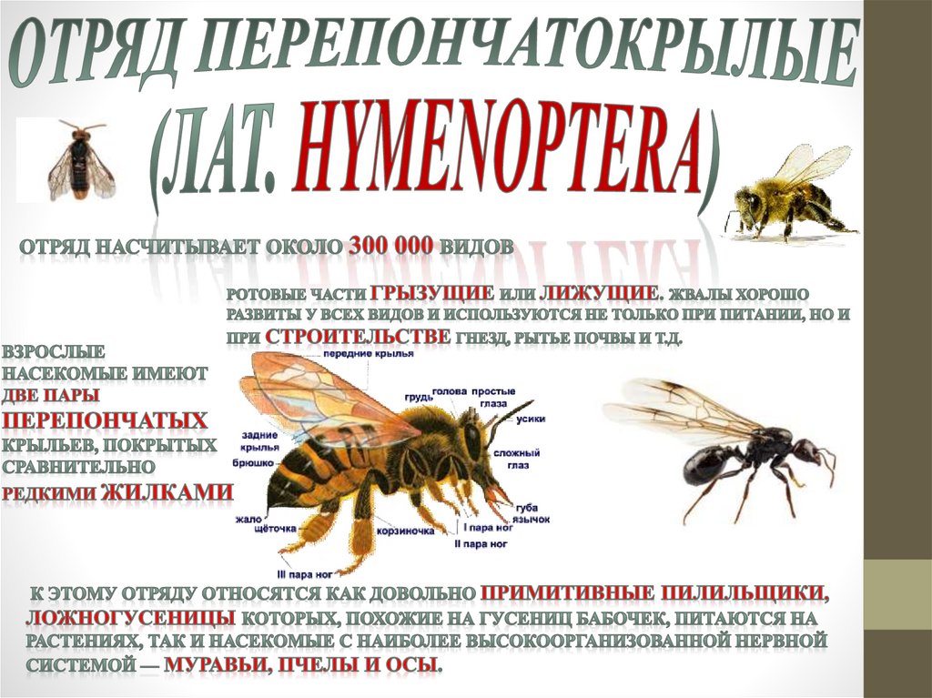 Отряд Перепончатокрылые (лат. Hymenoptera)