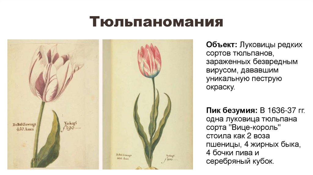 Тюльпаномания