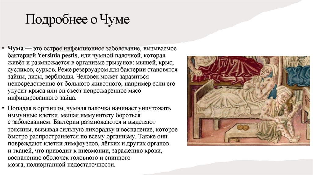 Подробнее о Чуме