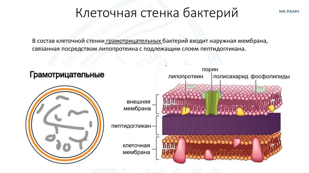 Клеточная стенка бактерий