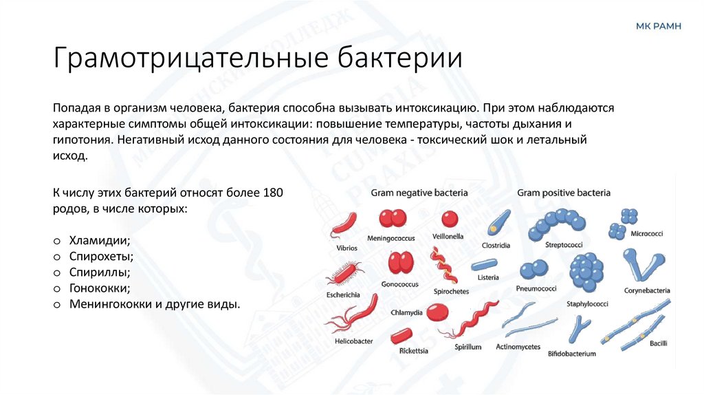 Грамотрицательные бактерии