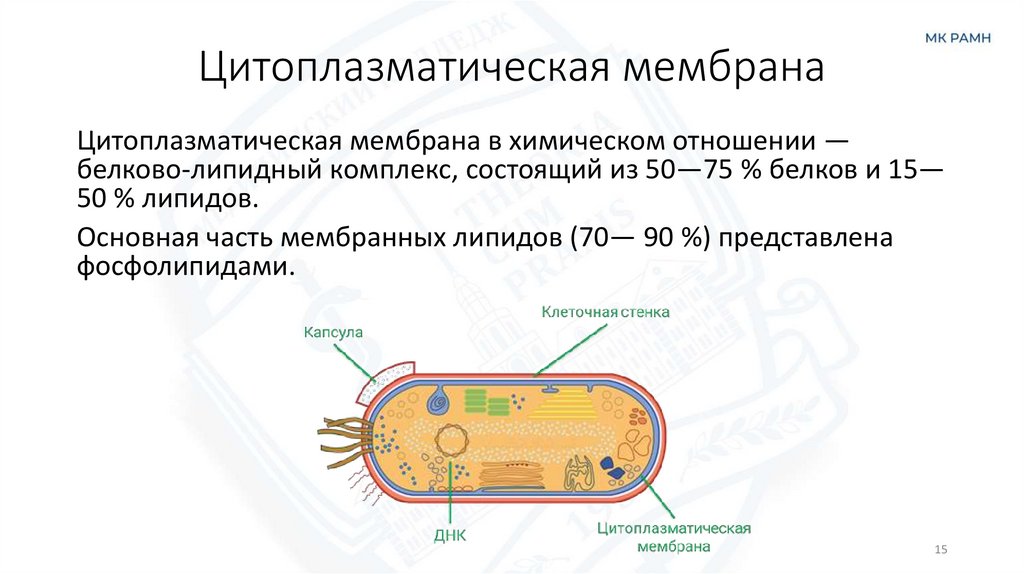 Цитоплазматическая мембрана