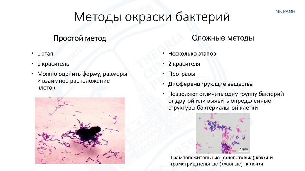 Методы окраски бактерий