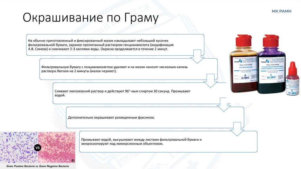 Окрашивание по Граму