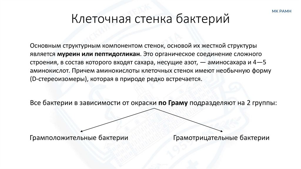 Клеточная стенка бактерий