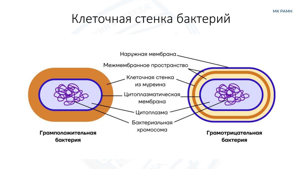 Клеточная стенка бактерий