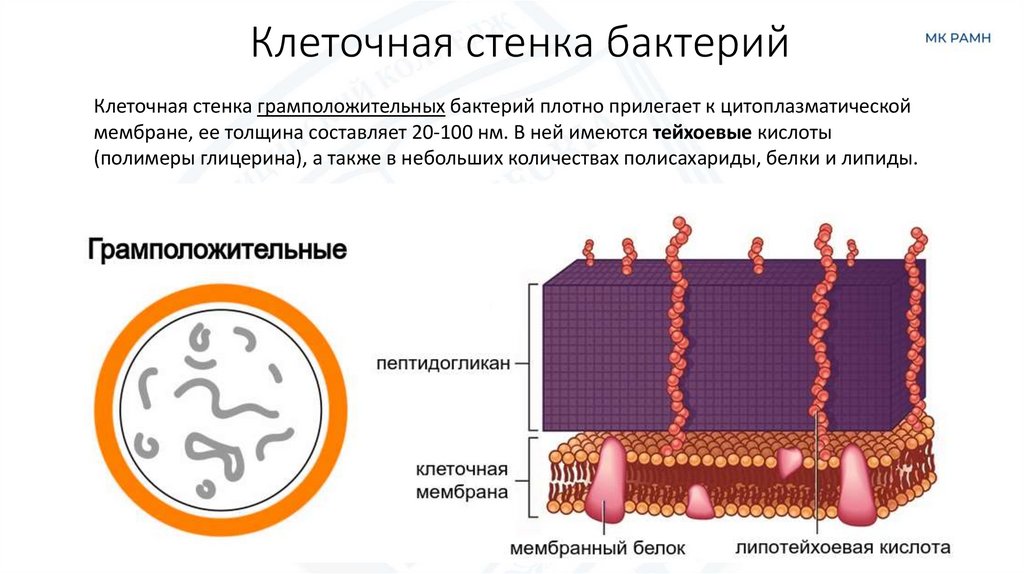 Клеточная стенка бактерий