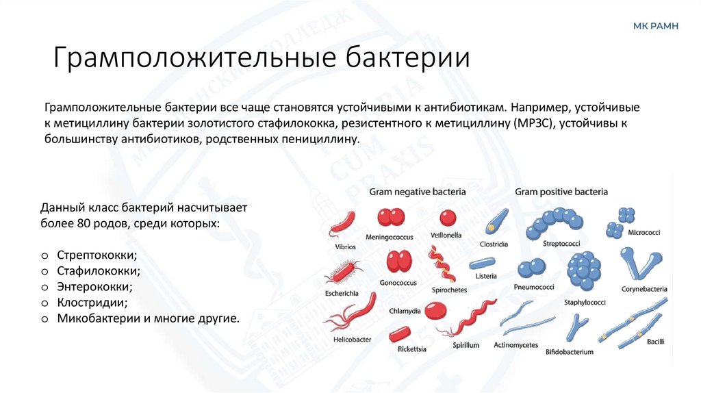 Грамположительные бактерии