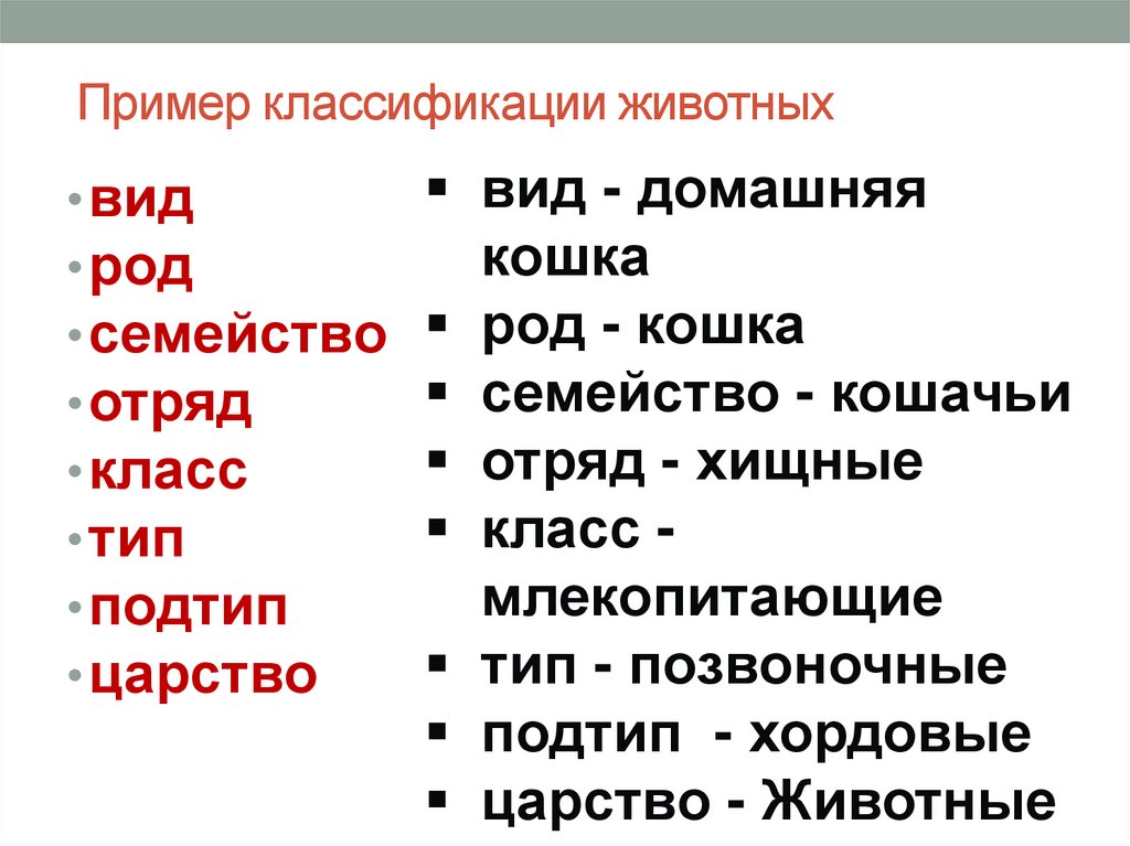 Пример классификации животных