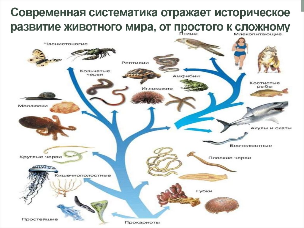 Современная систематика отражает историческое развитие животного мира, от простого к сложному