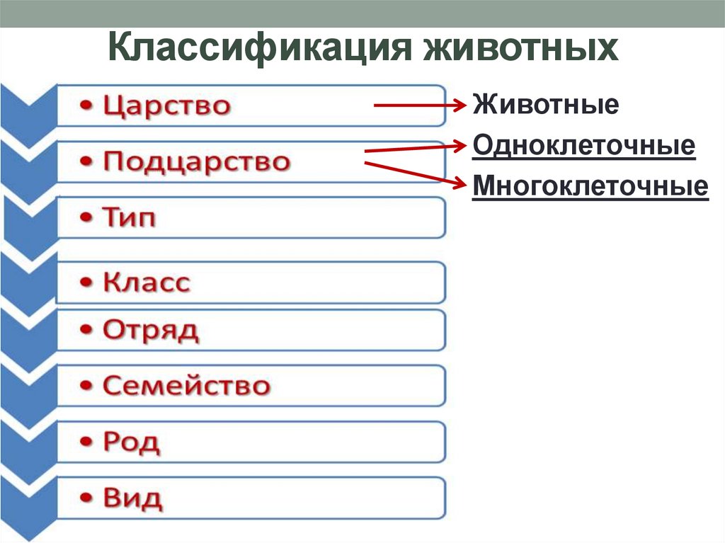 Классификация животных