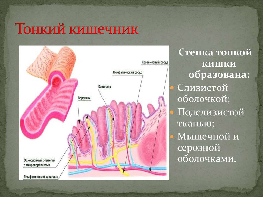 Тонкий кишечник