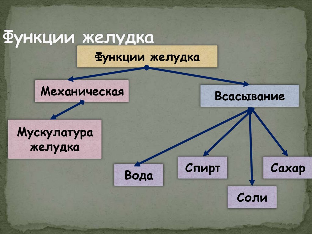 Функции желудка