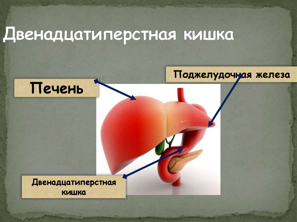 Двенадцатиперстная кишка