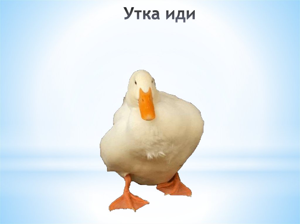 Утка иди