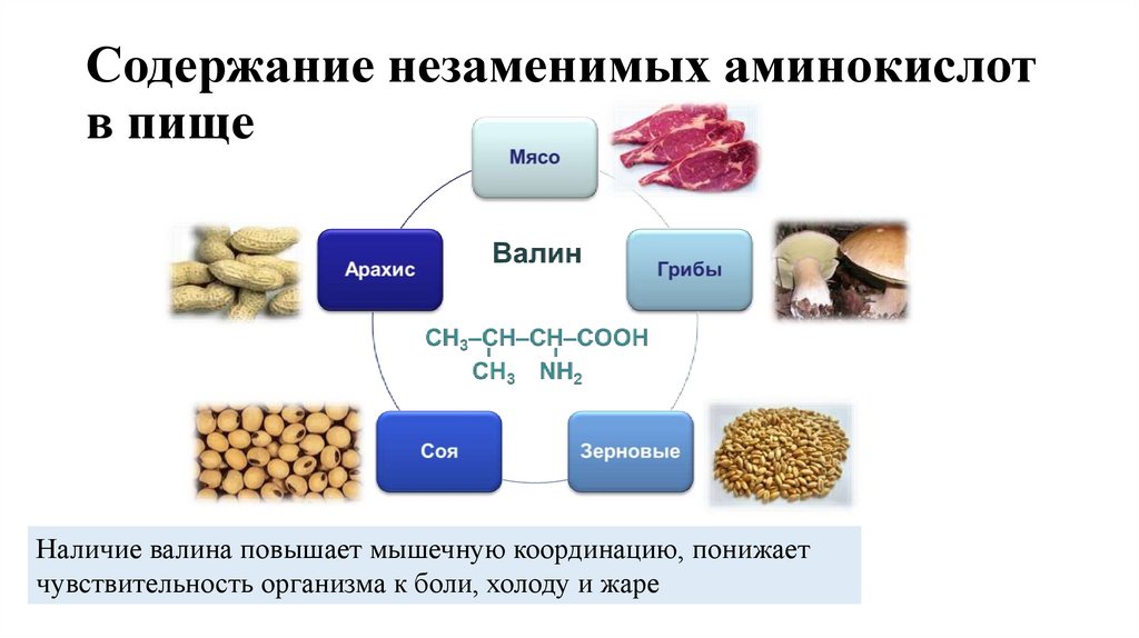 Содержание незаменимых аминокислот в пище