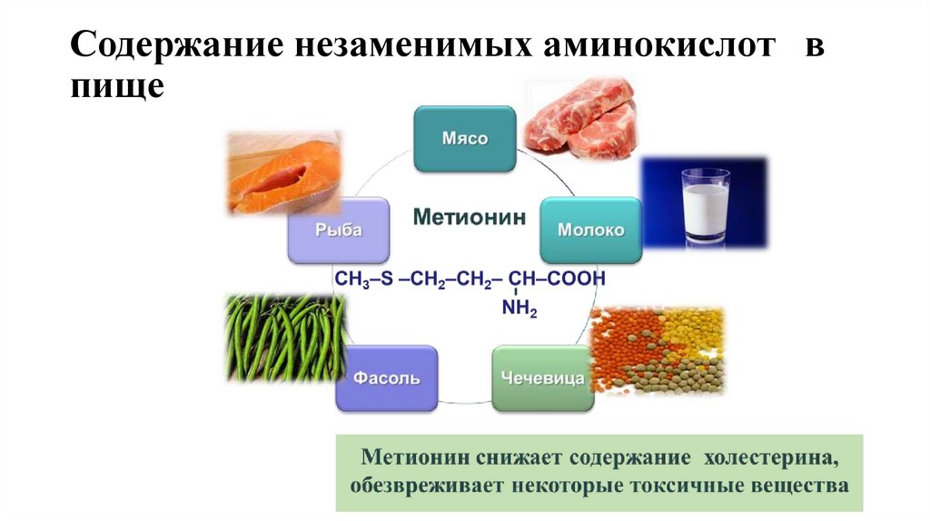 Содержание незаменимых аминокислот в пище